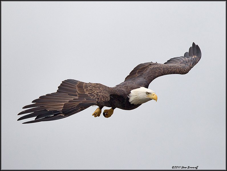 _1SB0816 bald eagle.jpg